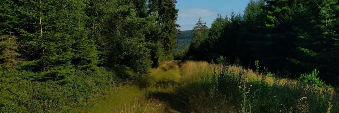 Trail auf der Mountainbikestrecke 9 in der Rhön